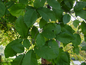 Chestnut oak leaves
